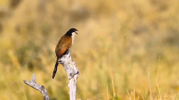 Burchell Coucal in Kruger national park, South Africa