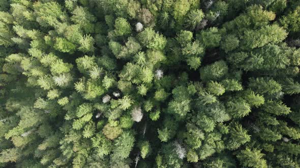 Forest in the Mountains. Aerial View of the Carpathian Mountains in Autumn. Ukraine