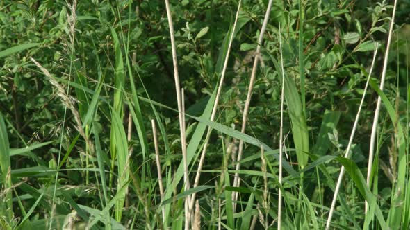 Willow Warbler ,Phylloscopus Trochilus, Climbing on Reed