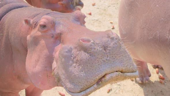 A Group of Hippo Eating