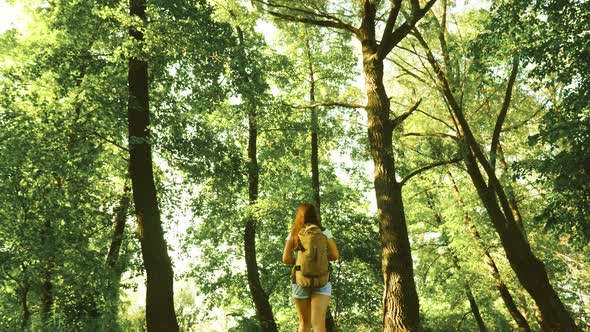 Hiker Woman Walks in the Forest. Girl Traveler Is Walking Through the Woods with a Backpack