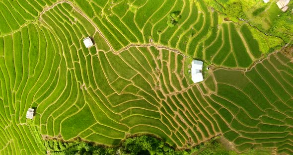 Rice Field Terrace on Mountain Agriculture Land