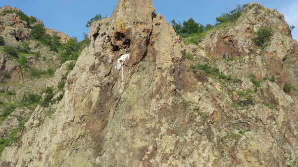 Nest Of Griffon Vultures In Rock Niches