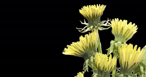 Time Lapse of Dandelion Opening Close Up View