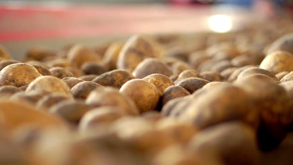 Close-up, Potatoes Move on Special Conveyor Machinery Belt . Potato Harvesting, Crop