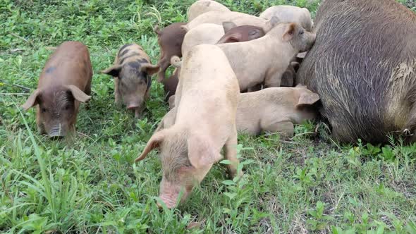 Slow motion shot of curious piglets rooting the grass and feeding in Siargao, The Philippines