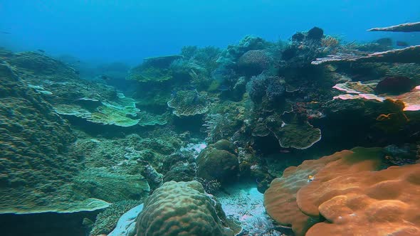 a beautiful coral garden with big coral structures and soft corals waving in the surge current