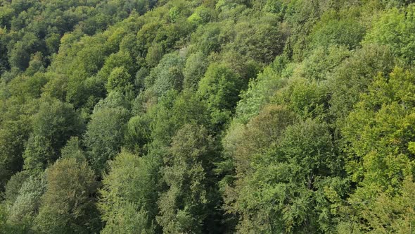 Forest in the Mountains. Aerial View of the Carpathian Mountains in Autumn. Ukraine