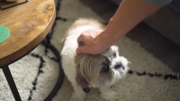 Boomer dog sitting up gets petted by owner, down shot close up