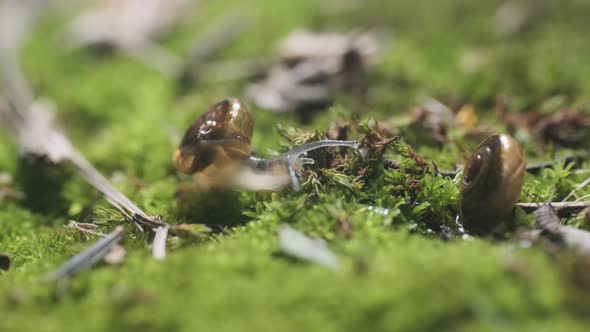 slow snail sliding across a mossy green surface backlit