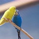Two Colorful Parrots Gives Food To Each Other - VideoHive Item for Sale