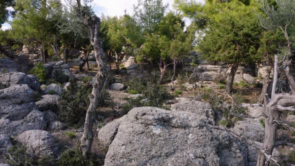 Landscape with Evergreen Trees Growing Among Grey Rocks on a Summer Day