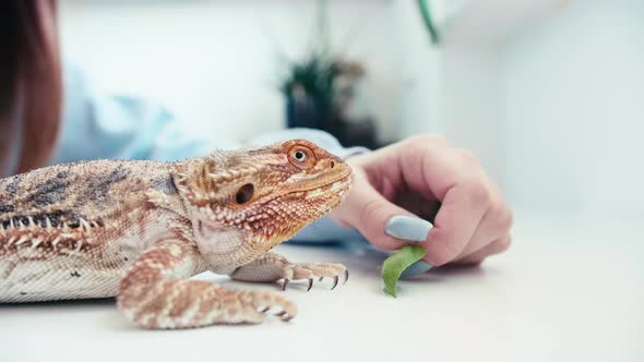 Long nails caucasian woman hand feed pet bearded dragon lizard with green leaf of salad, close up