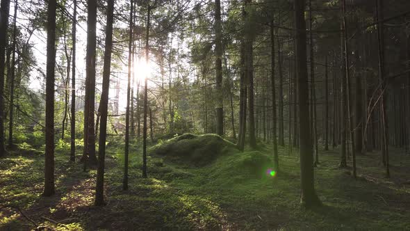 Magical morning in a pine forest. Calm sunrise among conifers.