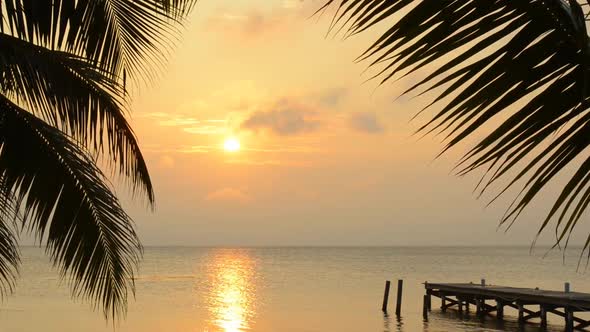 Palm Tree Sunrise Landscape