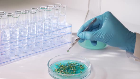 Research of GMO in the Laboratory