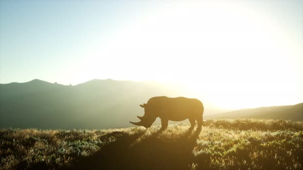 Rhino Standing in Open Area During Sunset