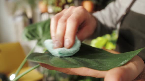 Man Florist at Work Cleaning Plants in Small Garden Shop Male Watering Flowers Green Home