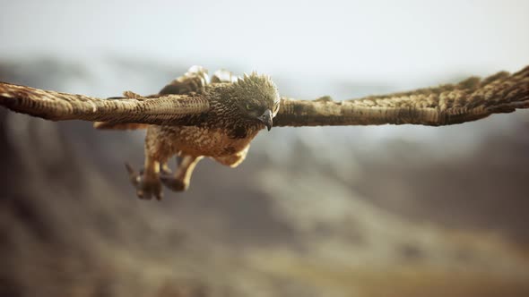 Extreme Slow Motion Shot of Eagle