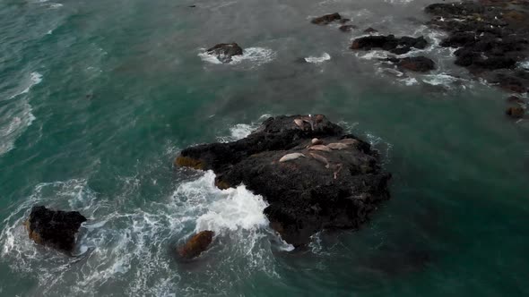 Seals sitting on rock as ocean waves crash into it 360 drone angle