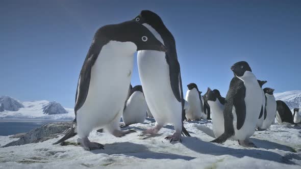 Close-up Playing Penguins. Antarctica Landscape.