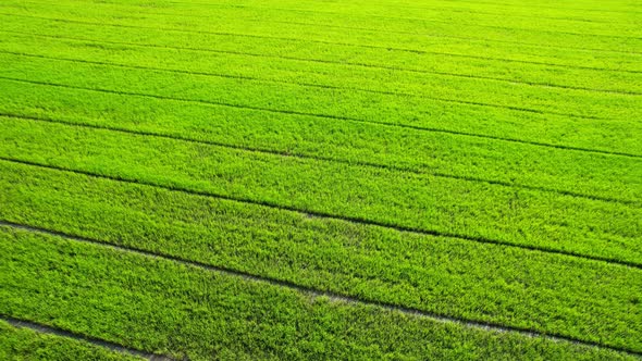 Drone flying over the beautiful rice field scenery. nature green pattern