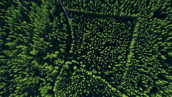 Drone flying over a beautiful pine tree