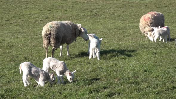 Sheep with Their New Born Lambs During the Lambing Season