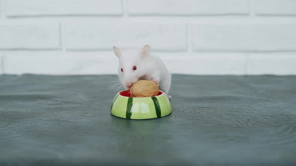 White Cute Hamster is Trying to Gnaw Walnut Shell