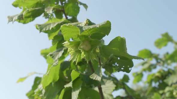 Hazelnut Trees Agriculture Field, Close up on Nuts