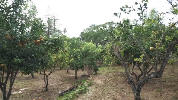 Citrus and Orange Trees Growing in San Anton Gardens on a Rainy Wet Day