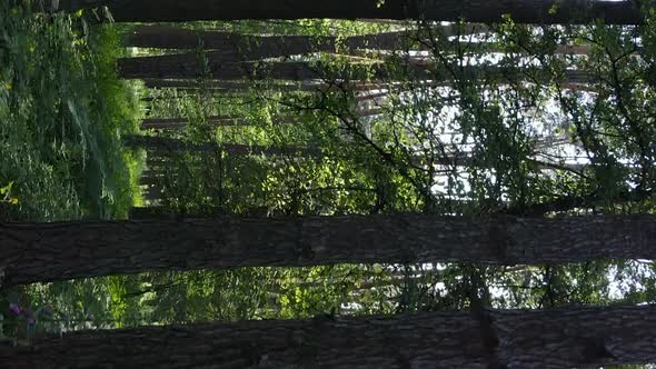 Vertical Video Aerial View Inside a Green Forest with Trees in Summer