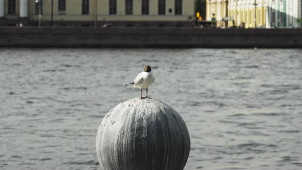 white seabird on the background of water in a beautiful ancient city