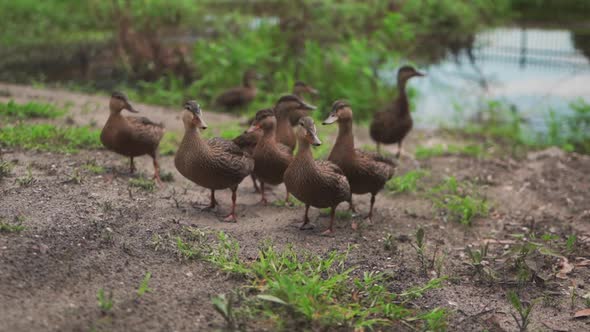 A flock of ducks exploring for food.