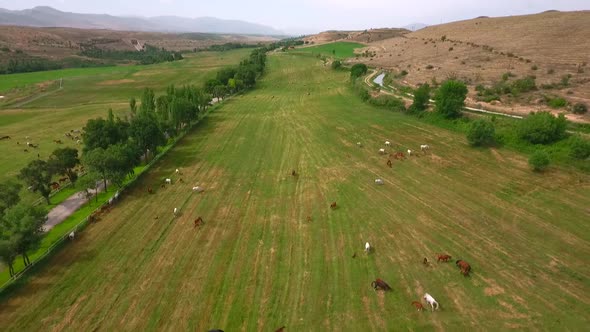 Aerial View Horses Grazing On The Field