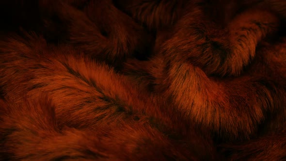 Animal Fur In The Glow Of Fire