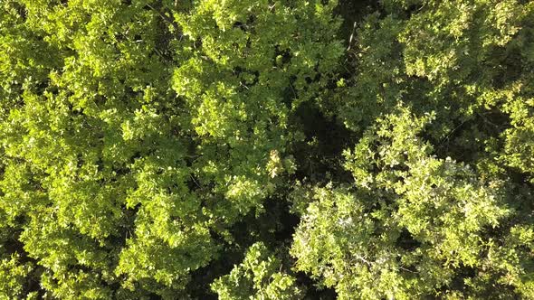 Top Down Aerial View of Green Summer Forest with Many Fresh Trees