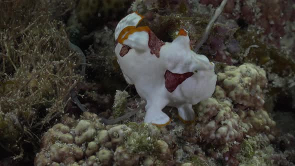 Clown Frogfish (Antennarius maculatus) walking over tropical coral reef