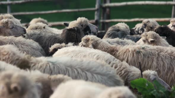 Herd of Sheeps Grazing on Pasture Close Up