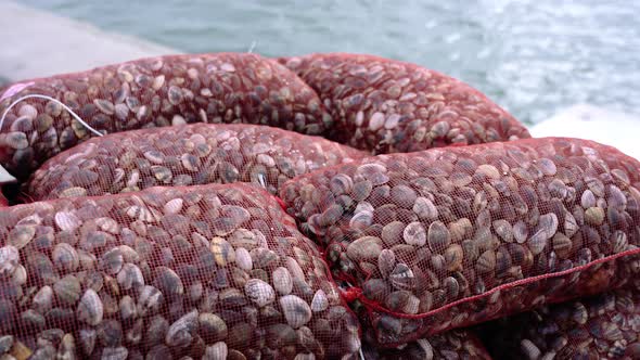 Pile of Mesh Bags Full of Fasolari Molluscs Against Blue Sea