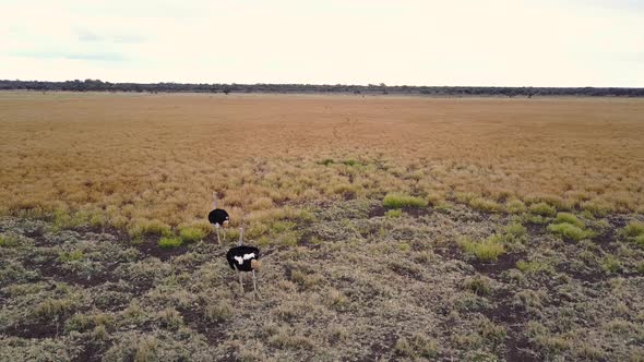 Ostriches wandering through golden grasslands during drought in Botswana, Aerial