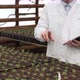 Biologist Examines Seedlings and Counts Them Looks at the Tablet and Checks the Information - VideoHive Item for Sale