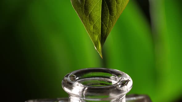 Essential Oil Dropping From Leaf To the Bottle