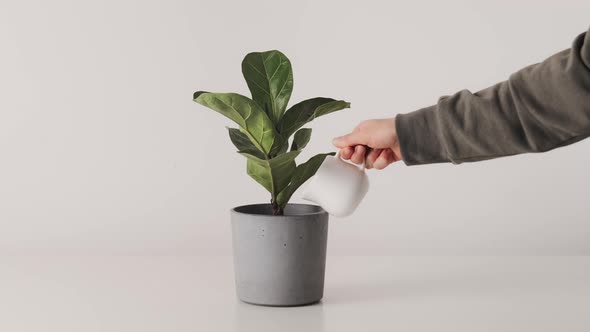 Hand watering houseplants ficus in pot white minimalistic background.