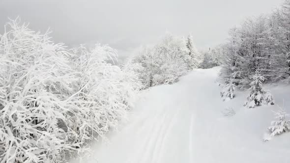 The Snowcovered Mountain Path and Snowwhite Trees Are Covered with Hoarfrost