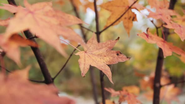 Autumn Maple Leaves Swing in the Wind