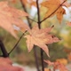 Autumn Maple Leaves Swing in the Wind - VideoHive Item for Sale