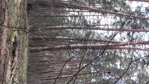 Vertical Video of Trees in a Pine Forest Slow Motion