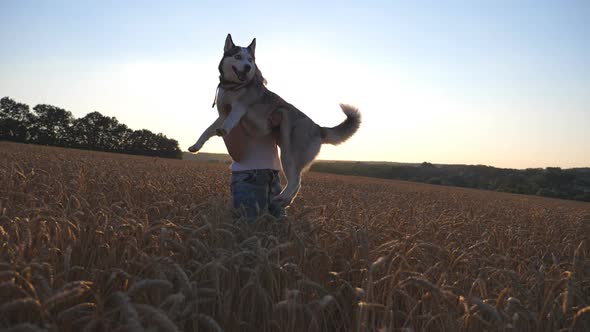 Happy Girl in Sunglasses Taking Siberian Husky Dog to Hands and Spinning Her Around on Golden Wheat