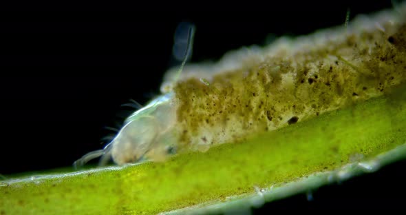 Chironomidae larva under a microscope, order Diptera